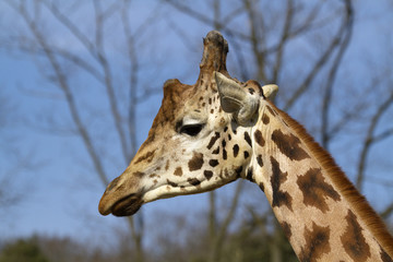 Girafe