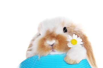 Hase © Natallia Vintsik