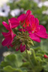 magenta flower blossom (close-up)