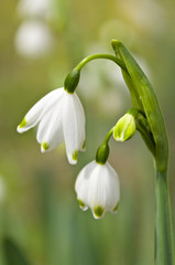 Fototapeta premium 鈴蘭水仙の花