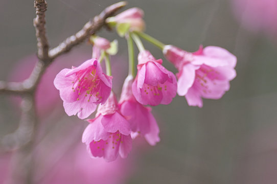 カンヒザクラの花