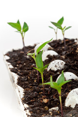 Starting Vegetables from Seeds