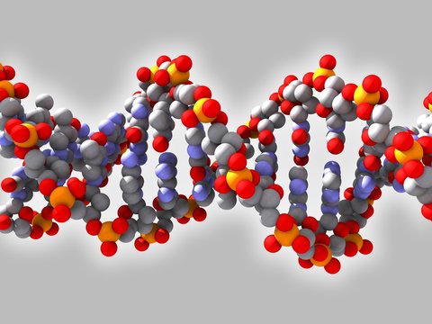 DNA (grau)