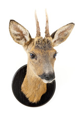 Young roe deer head