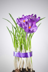 crocus bouquet
