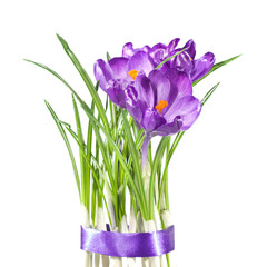 crocus bouquet isolated on white