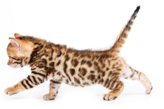 Bengal Kitten On White Background