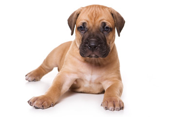 Obraz premium Dogo Canario puppy on white backround