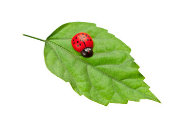 ladybug on the leaf, isolated