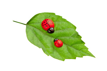 ladybugs on the leaf, family concept