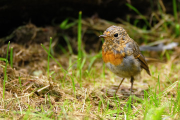 Rotkehlchen Jungvogel