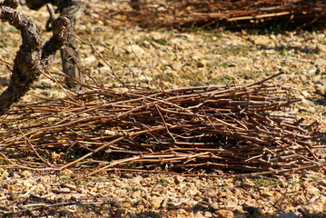 sarments de vigne