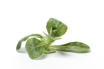 Piece of green fresh corn salad on white background