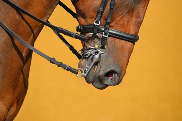 Photo sur Plexiglas Léquitation Dressage - muzzle of bay horse