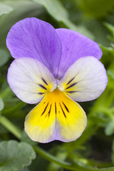 One tricolor viola cornuta