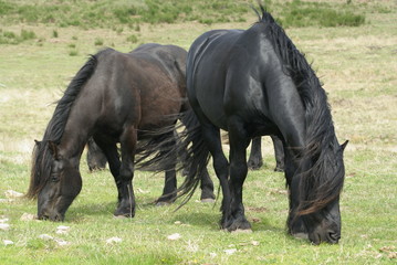 chevaux de type frison