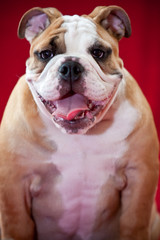 Fototapeta premium English Bulldog