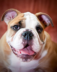 English Bulldog