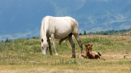 Fototapeta na wymiar horse with foal
