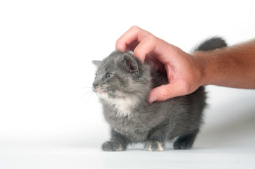 Obraz premium kitten getting scratched and petted