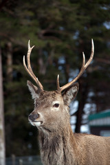 Wild deer