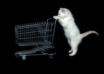 Kitten pushing shopping cart