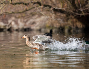 canette canard colvert envol
