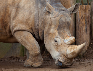 Obraz premium Rhinoceros