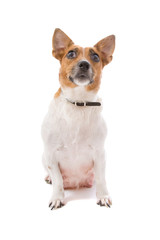 jack russel terrier looking up