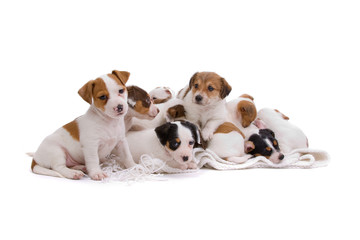 group of cute jack russel terrier on a white blanket
