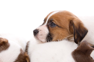 head of a jack russel terrier puppy