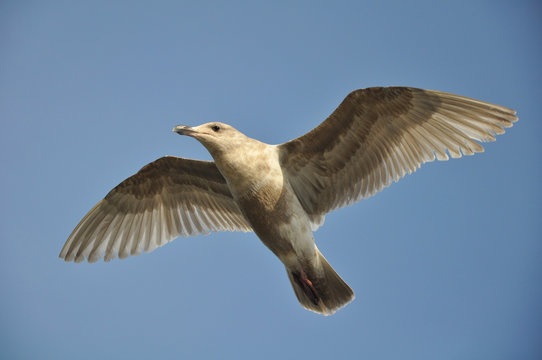 Grey seagull in flight