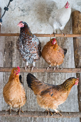 chicken