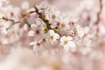 cherry blossom