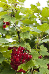 red currant