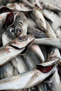 Au march&eacute; : S&eacute;vereaux de M&eacute;diterran&eacute;e