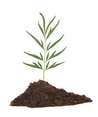 Tree in soil