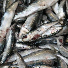 Au marché : Sardines