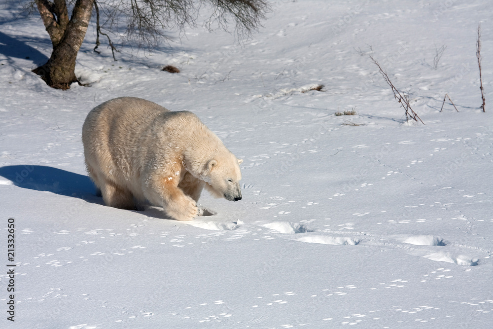 Wall mural mercedes the polar bear
