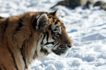 Amur Tiger