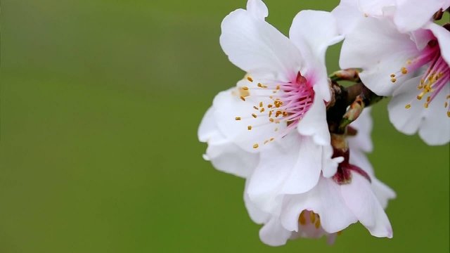 Ape al fiore