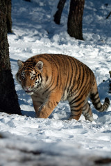 Amur Tiger