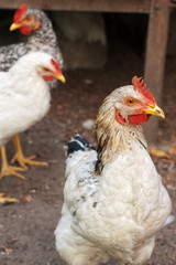 Young white chicken with selective focus on eyes