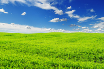 Obraz premium spring field