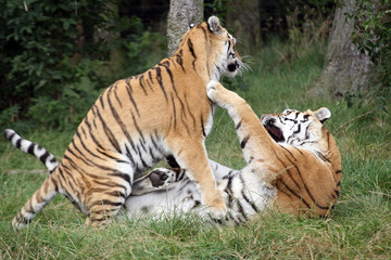 Siberian tigers fighting playfully