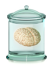 Brain in jar on white background