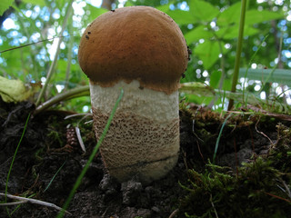 Aspen mushroom