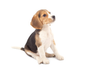 Beagle puppy sitting