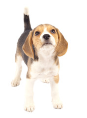 dog looking to the top