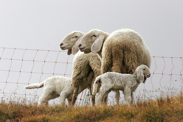 Obraz premium Lamb